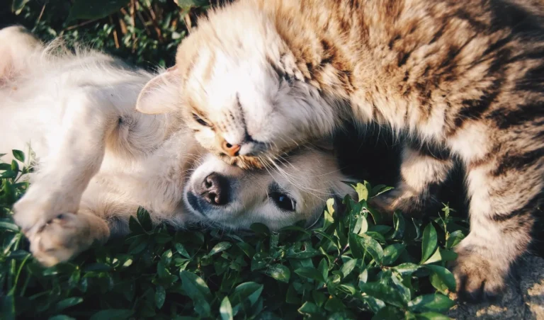 Chat tigré et chiot couchés tête contre tête dans l'herbe