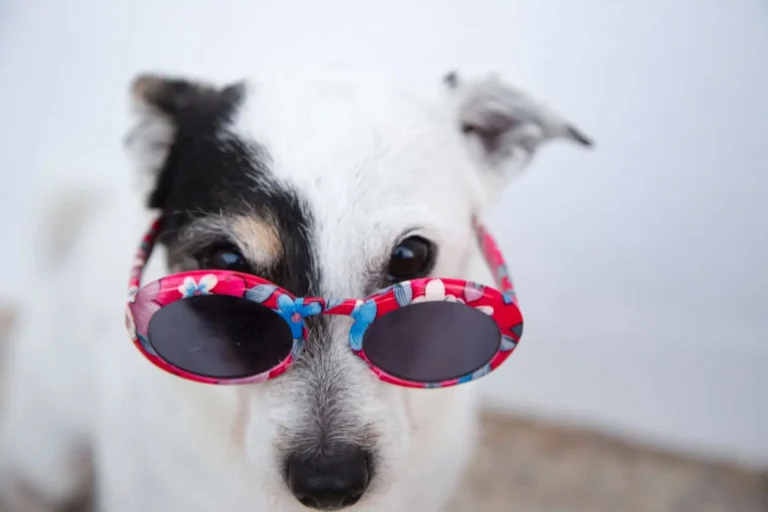 Chien blanc et noir portant des lunettes de soleil
