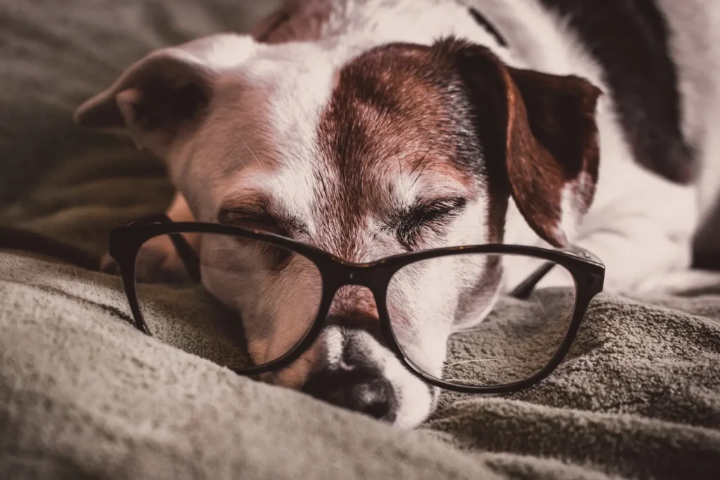 Vieux chien blanc et marron endormi sur une couverture, des lunettes posées sur le museau