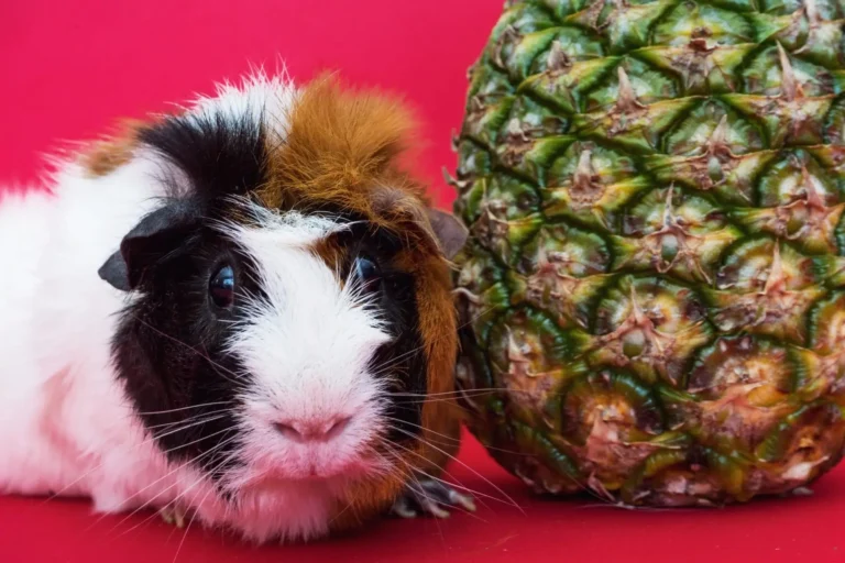 Cochon d'Inde tricolore à côté d'un ananas