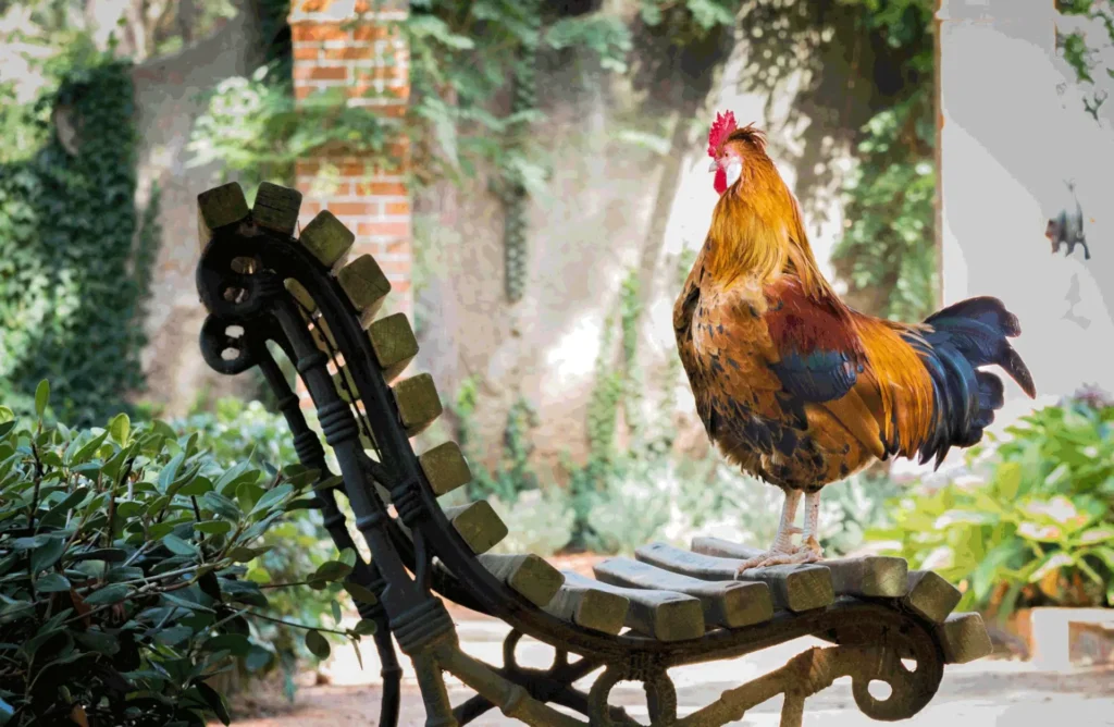 Coq au plumage doré et noir perché sur un banc de jardin