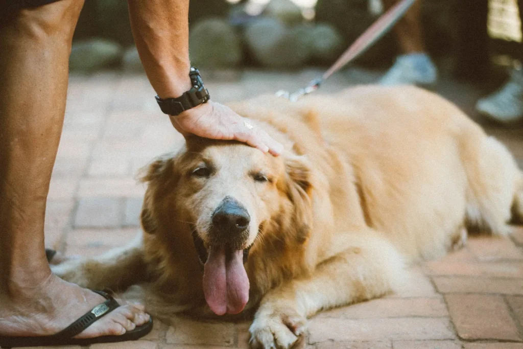 Golden retriever couché sur des pavés, caressé par son maître