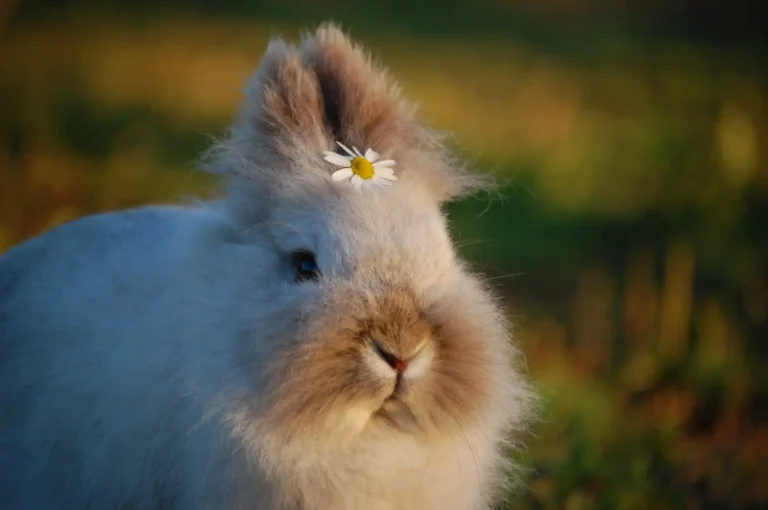 Lapin à poils longs avec une petite marguerite sur la tête