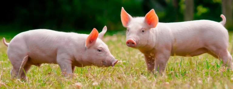 Deux porcelets dans l'herbe en plein soleil