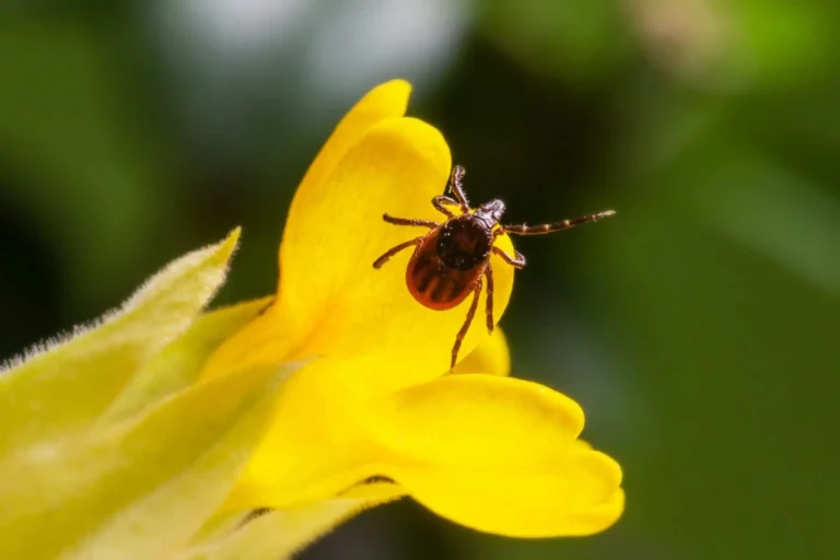 Tique posée sur une fleur jaune