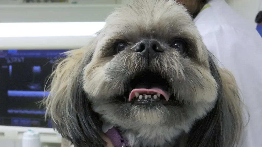 Petit chien pendant une échographie cardiaque