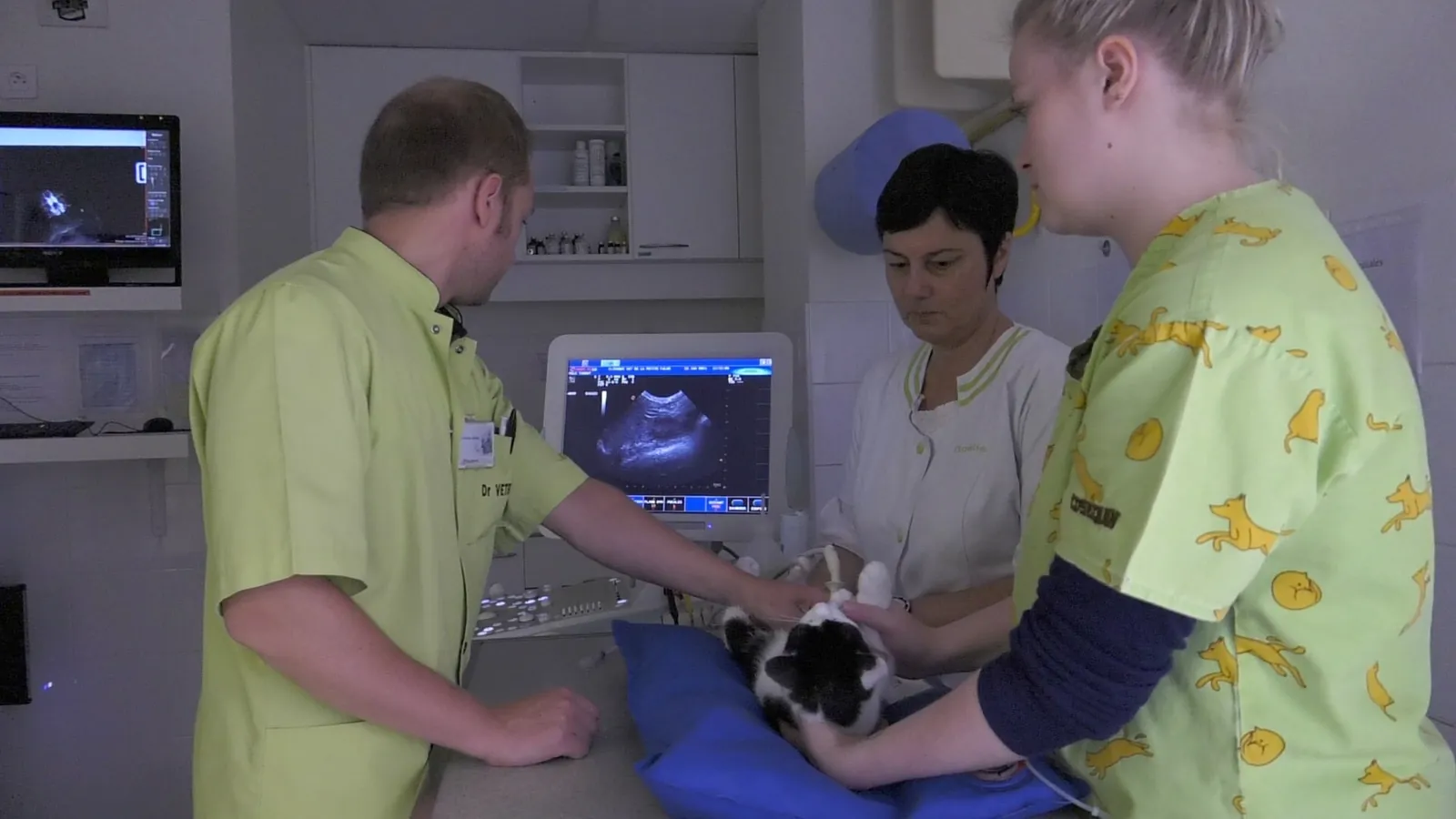 Échographie d'un chien