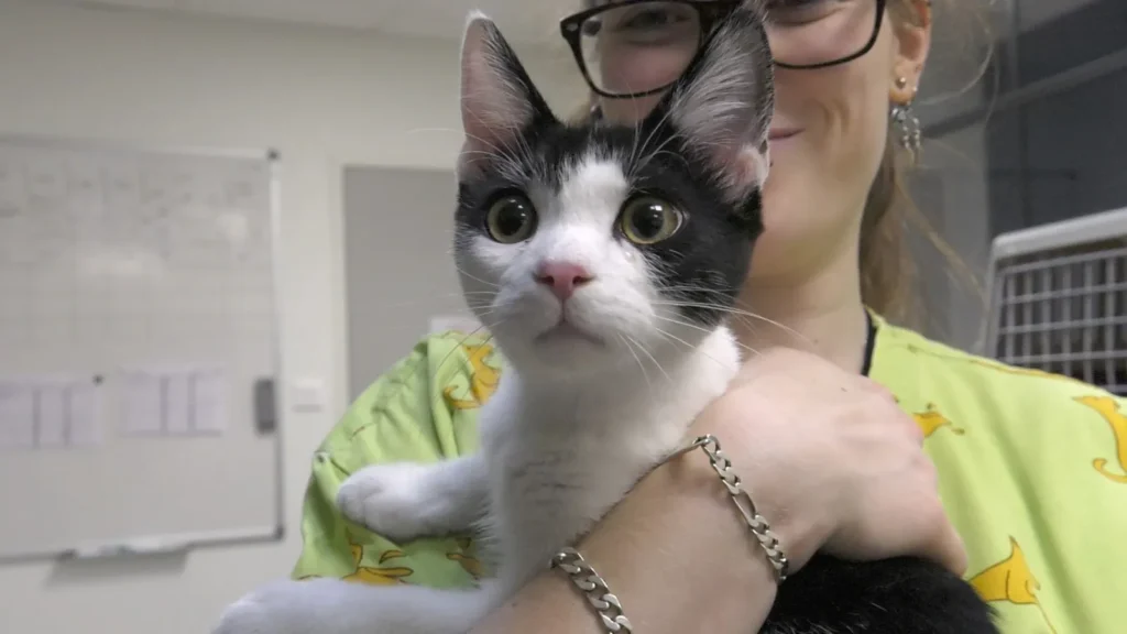 Chaton hospitalisé