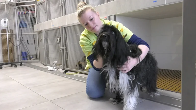Soignante tenant un chien noir et blanc à poils longs devant les boxes d'hospitalisation