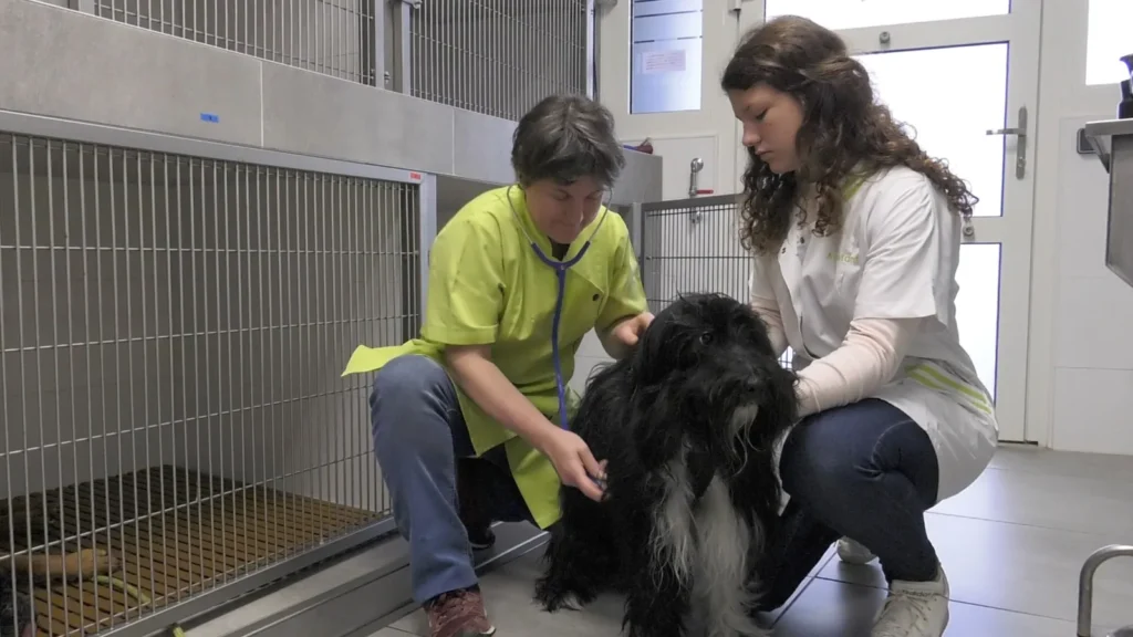Soins à un chien au chenil d'hospitalisation