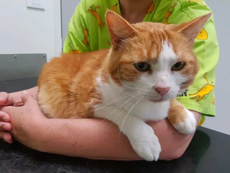 Chat roux et blanc installé dans les bras d'une soignante sur la table d'examen
