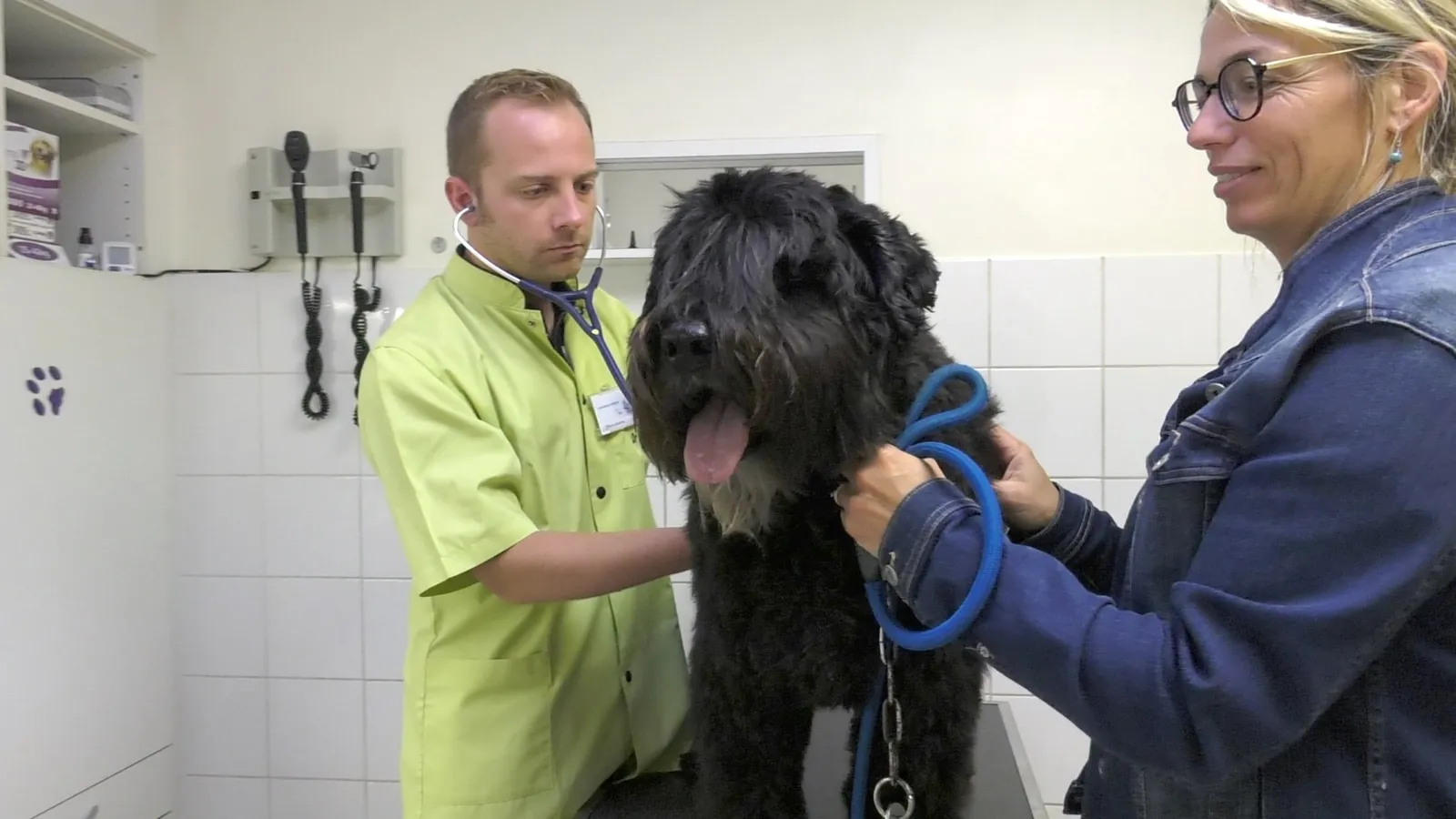 Vétérinaire auscultant un chien noir en salle de consultation