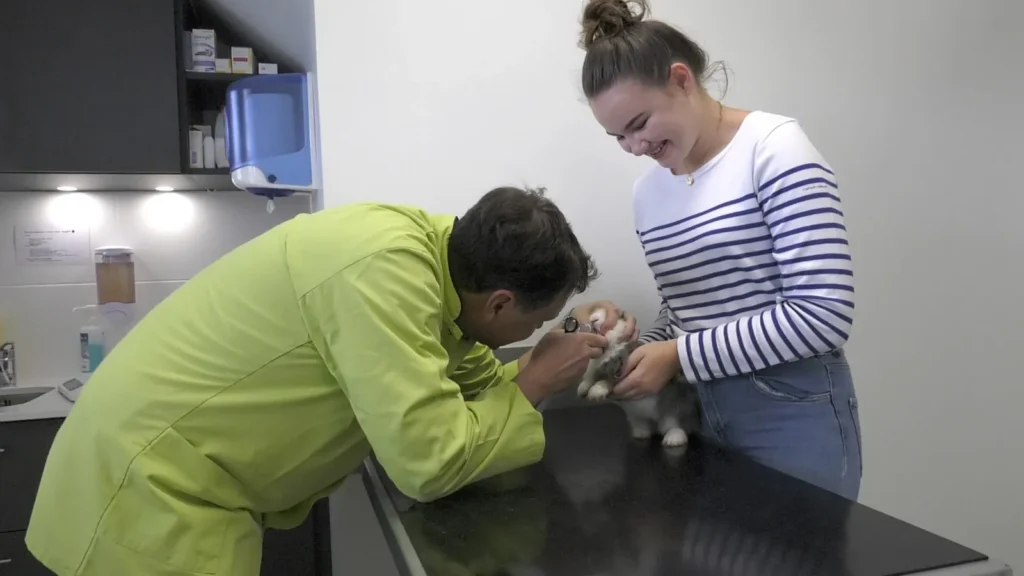 Consultation d'un lapin à la clinique