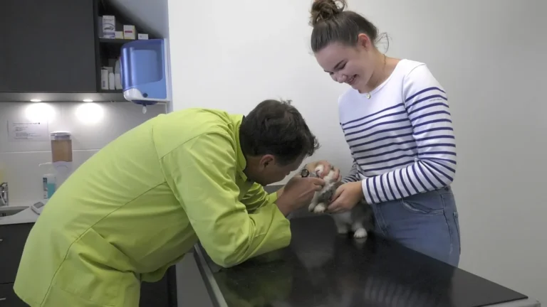 Consultation d'un lapin à la clinique