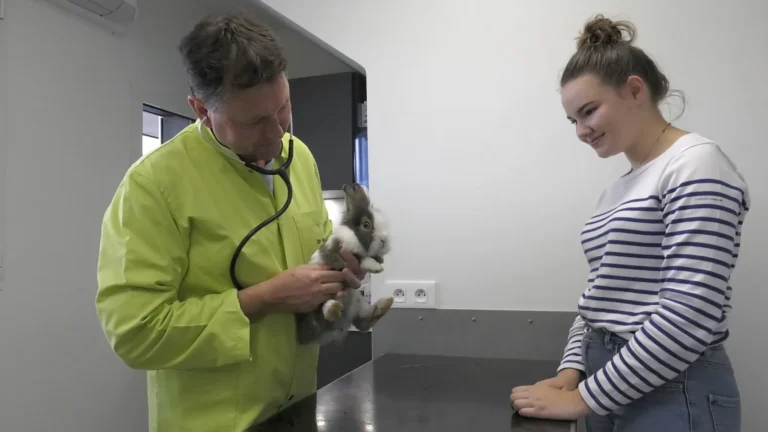Consultation d'un lapin