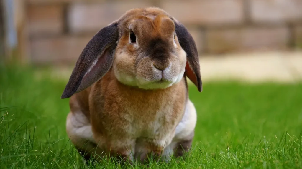Lapin bélier fauve assis dans l'herbe