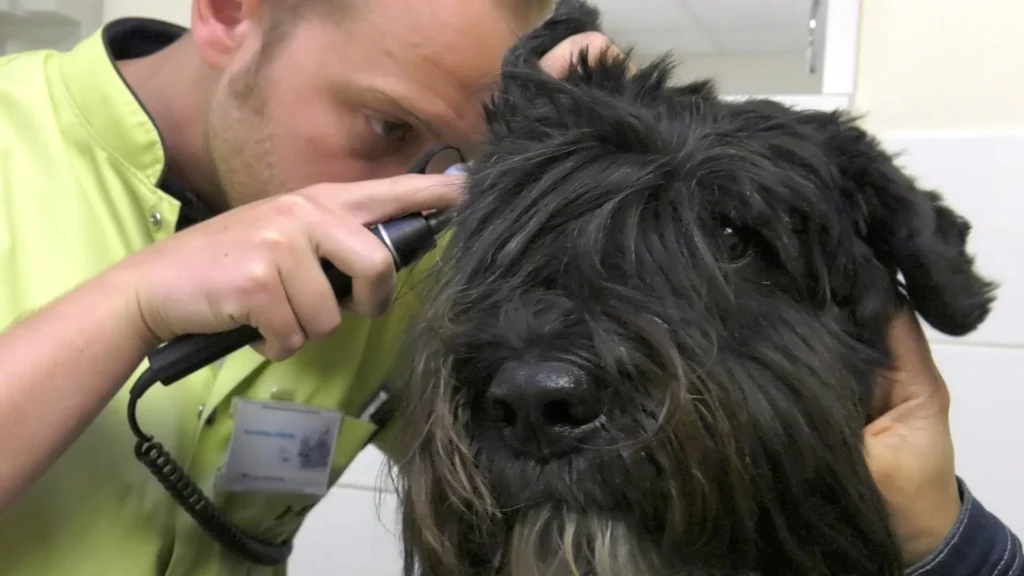 Vétérinaire examinant l'oreille d'un chien noir à l'otoscope
