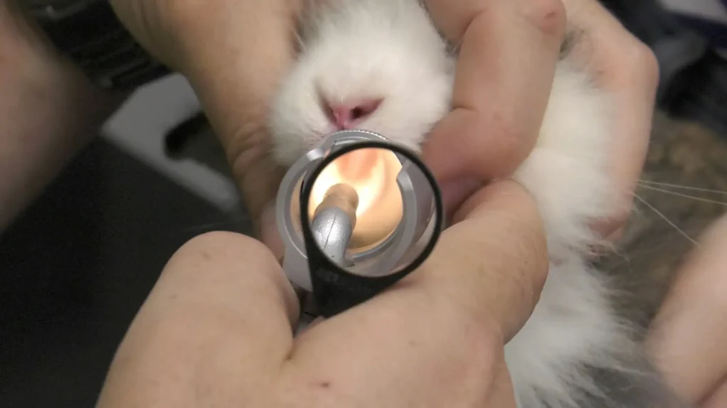 Examen de la bouche d'un lapin blanc à l'otoscope