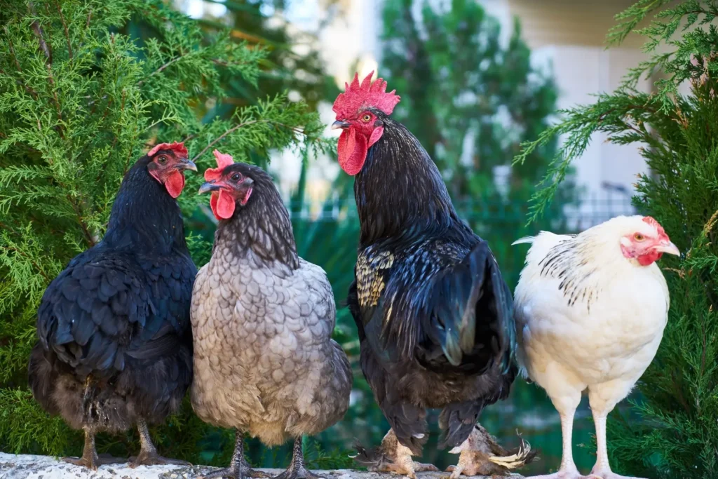 Trois poules et un coq perchés côte à côte sur un muret