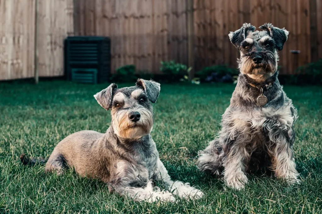 Deux schnauzers assis dans l'herbe d'un jardin