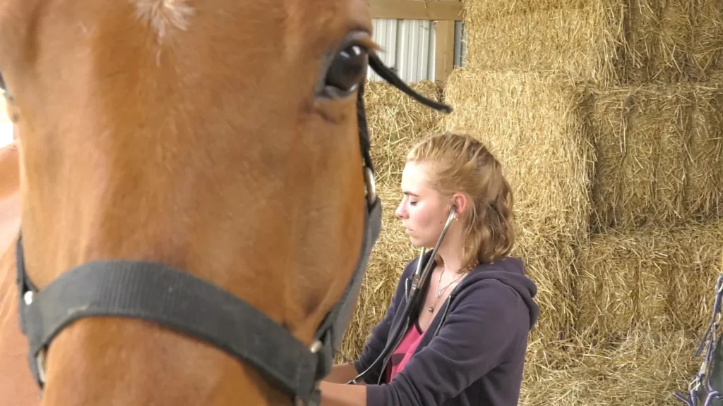 Auscultation d'un cheval alezan