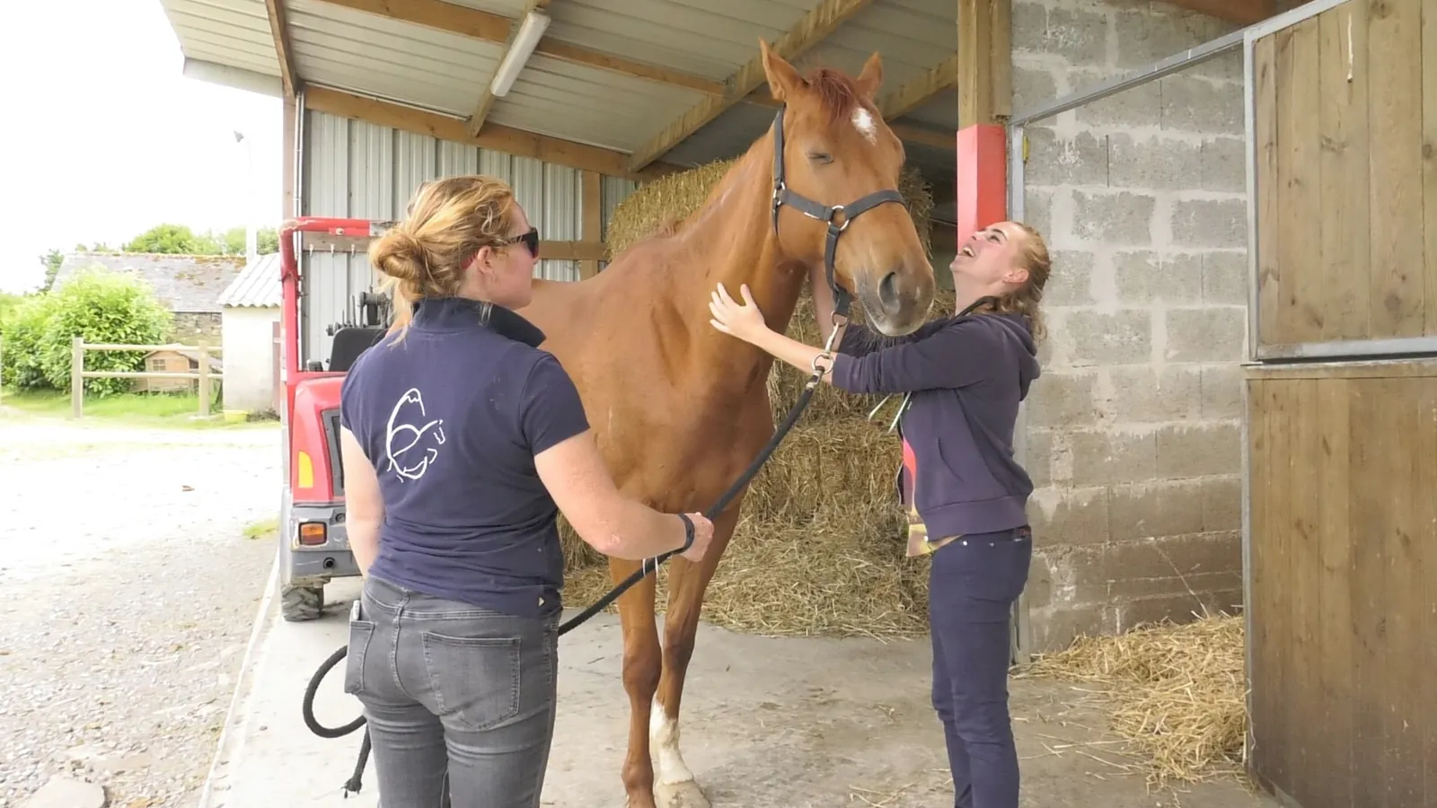 Examen d'un cheval à l'écurie