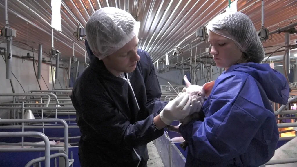 Prélèvement nasal sur un porcelet