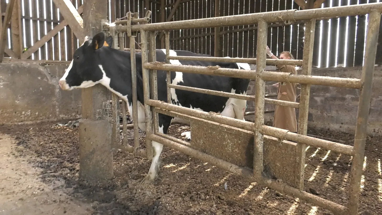 Prise de sang sur une vache en élevage