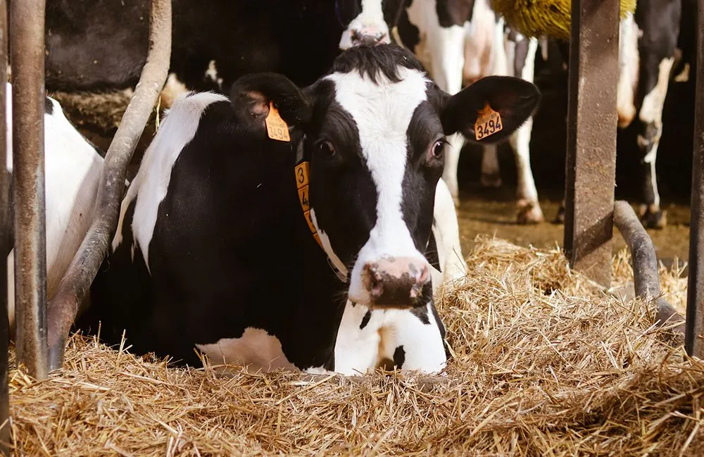 Une vache couchée sur la paille