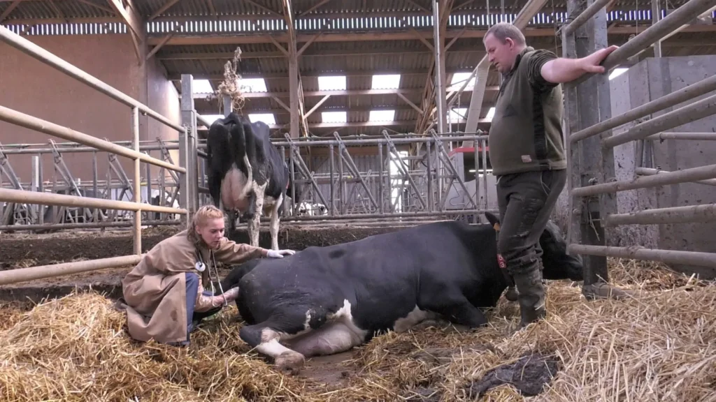 Un vétérinaire soigne une vache dans une stabulation