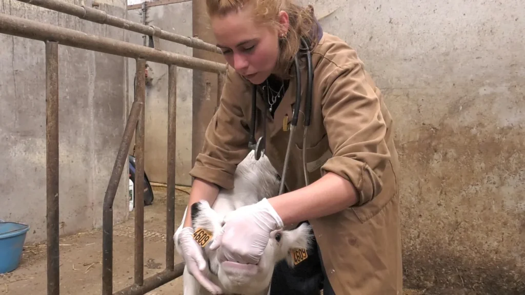 Vétérinaire examinant un veau