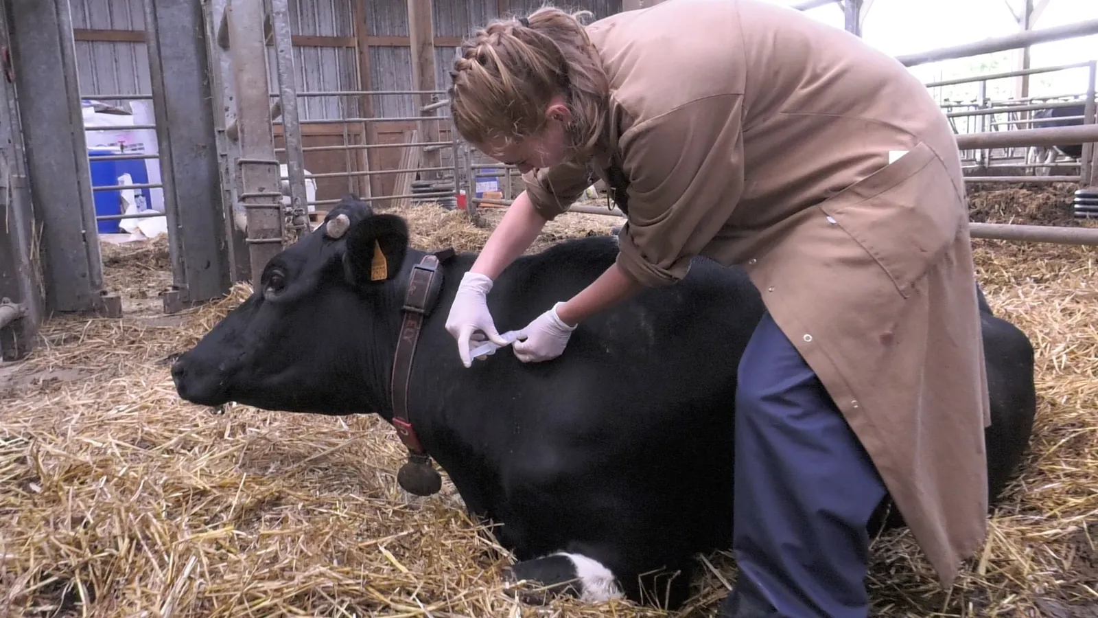 Vétérinaire soignant une vache
